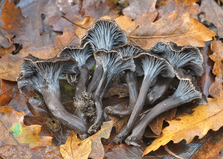 Craterellus cornucopioides fotog.il 14.12.2010.